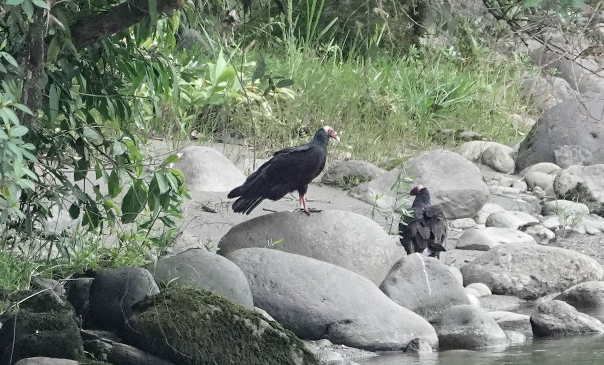 Turkey Vulture - ML633957689
