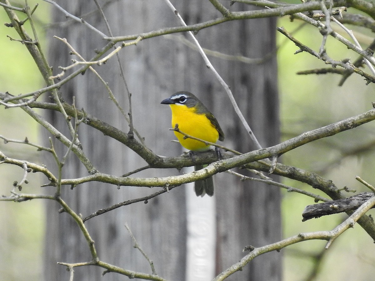 Yellow-breasted Chat - ML633957803