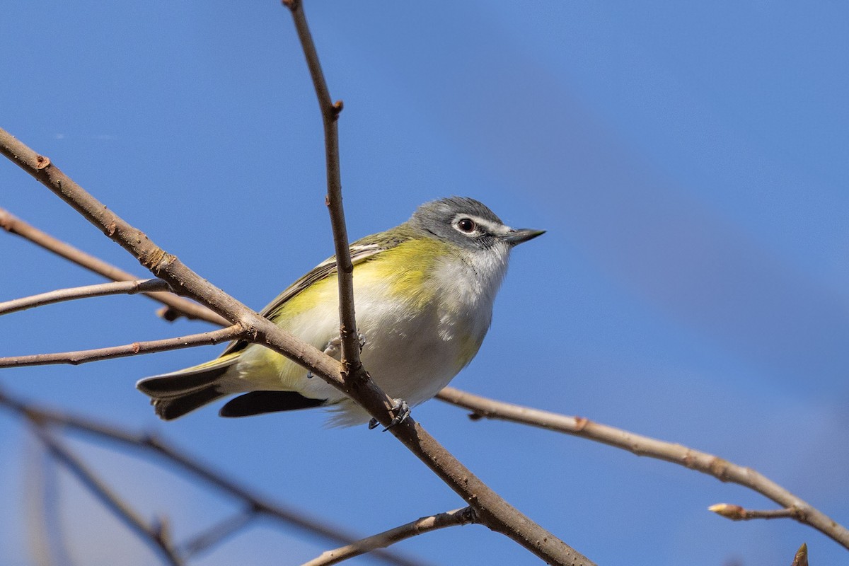 Blue-headed Vireo - ML633957950