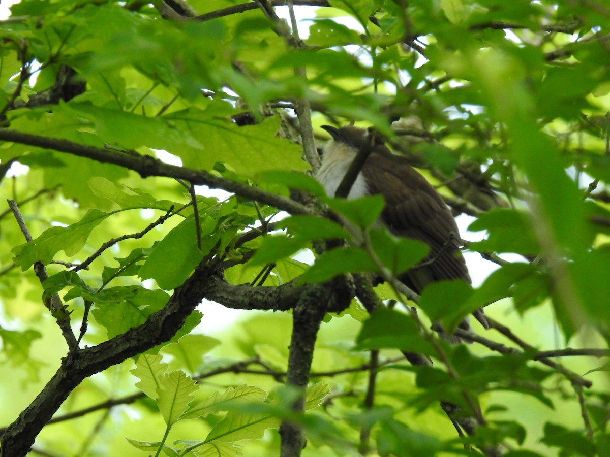 Black-billed Cuckoo - ML633957973