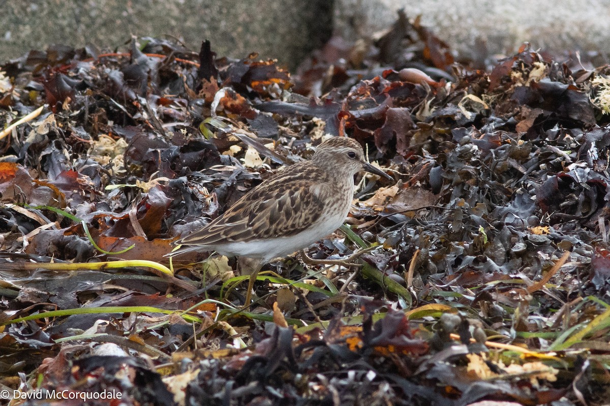 Least Sandpiper - ML633957976