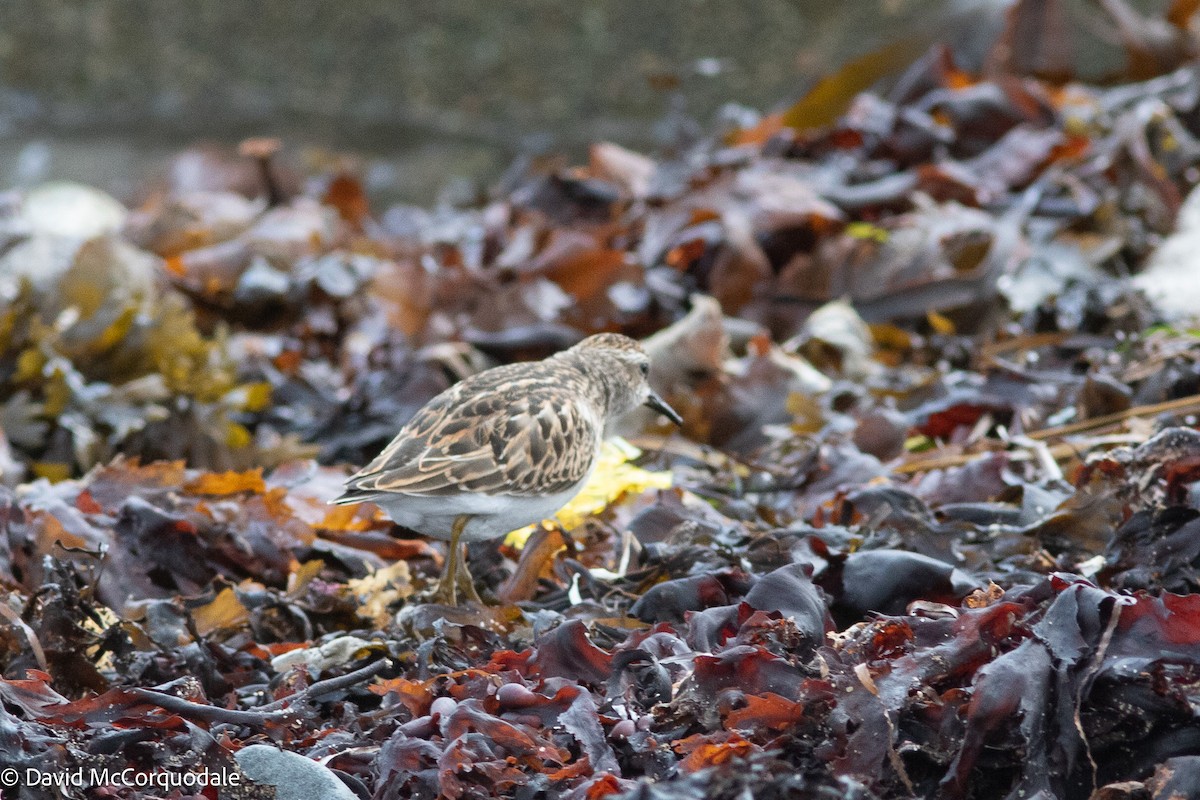 Least Sandpiper - ML633957978