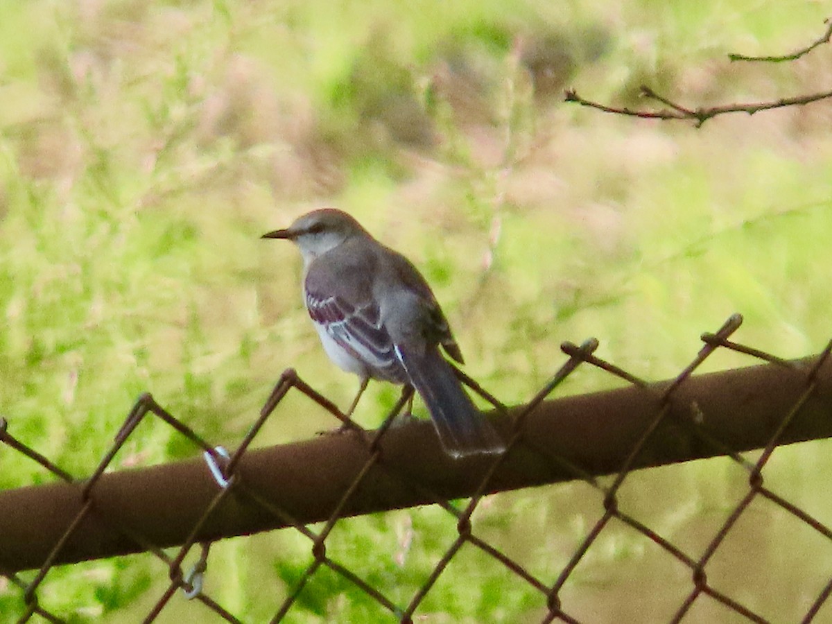 Northern Mockingbird - ML633958075