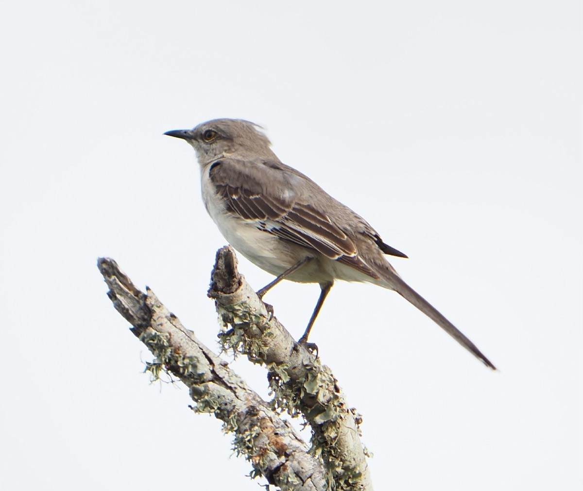 Northern Mockingbird - ML633958119
