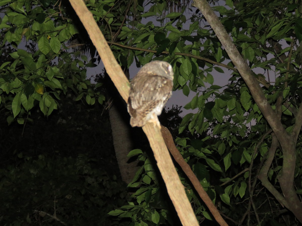 Eastern Screech-Owl - ML633958123