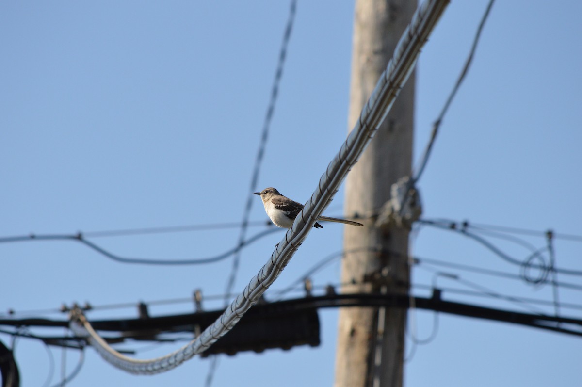 Northern Mockingbird - ML633958126