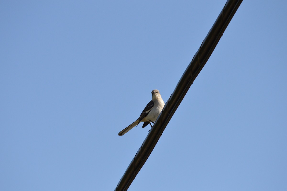 Northern Mockingbird - ML633958129