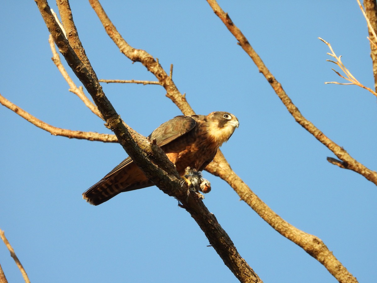 Alcotán Australiano - ML633958260