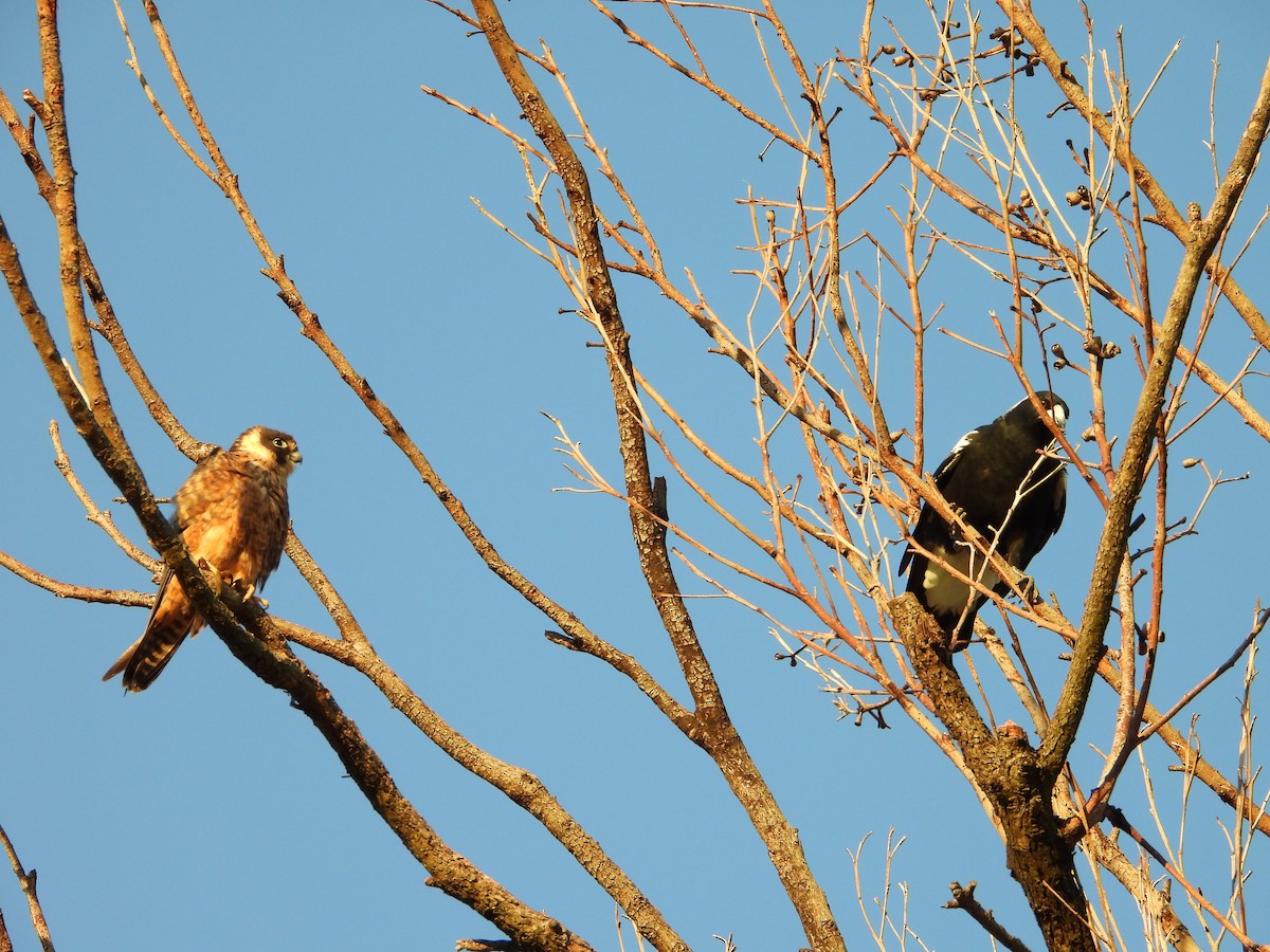 Verdugo Flautista - ML633958375