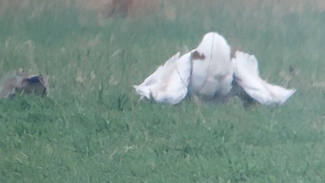 חובה גדולה - ML633958479