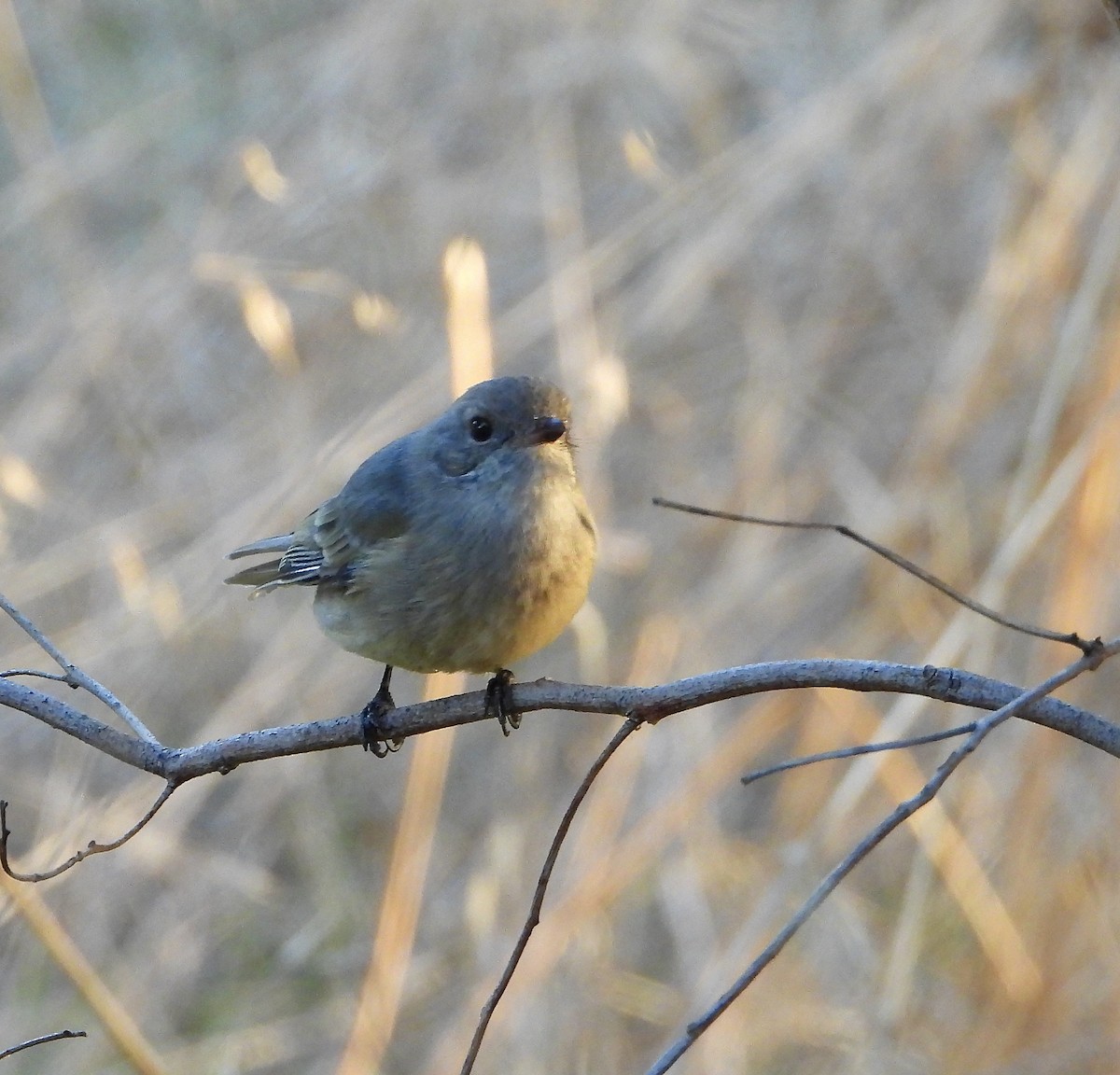 Silbador Dorado - ML633958647