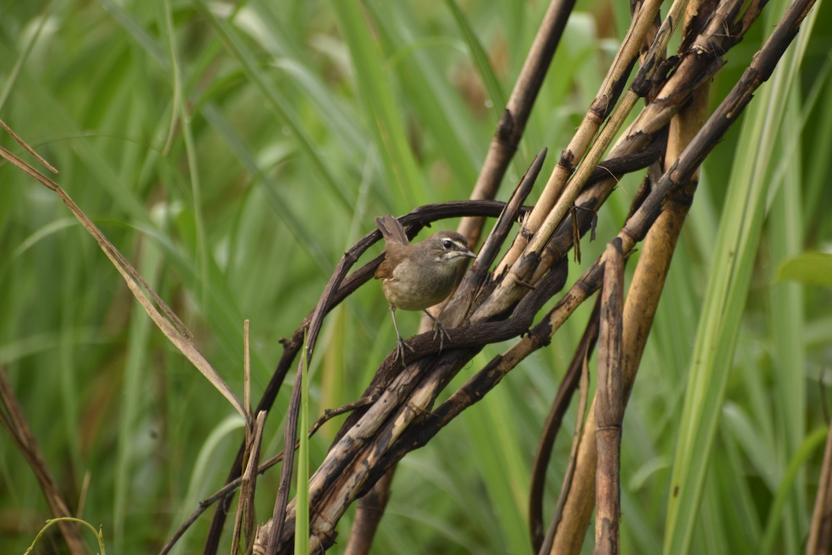 Bluethroat - ML633958656