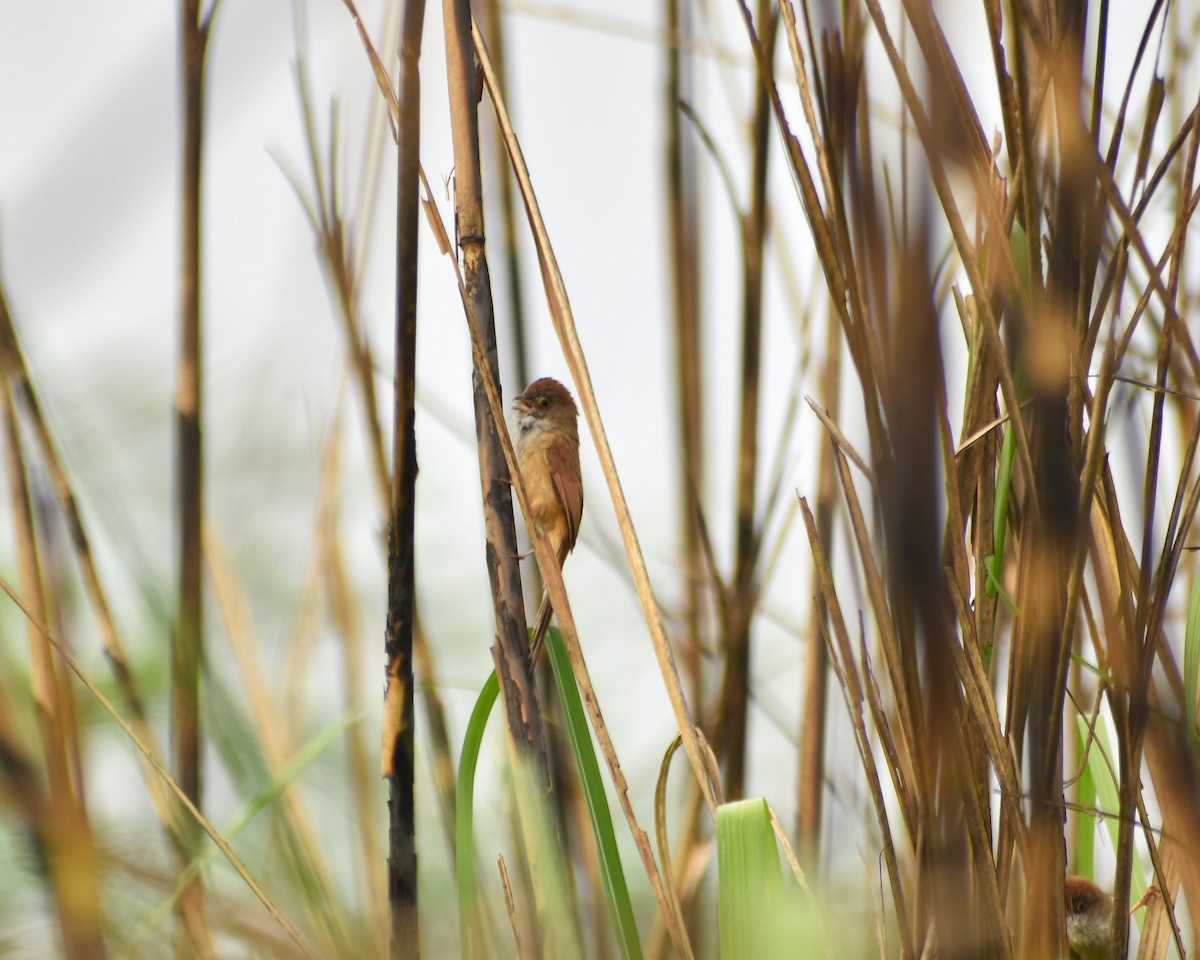 Jerdon's Babbler - ML633958739