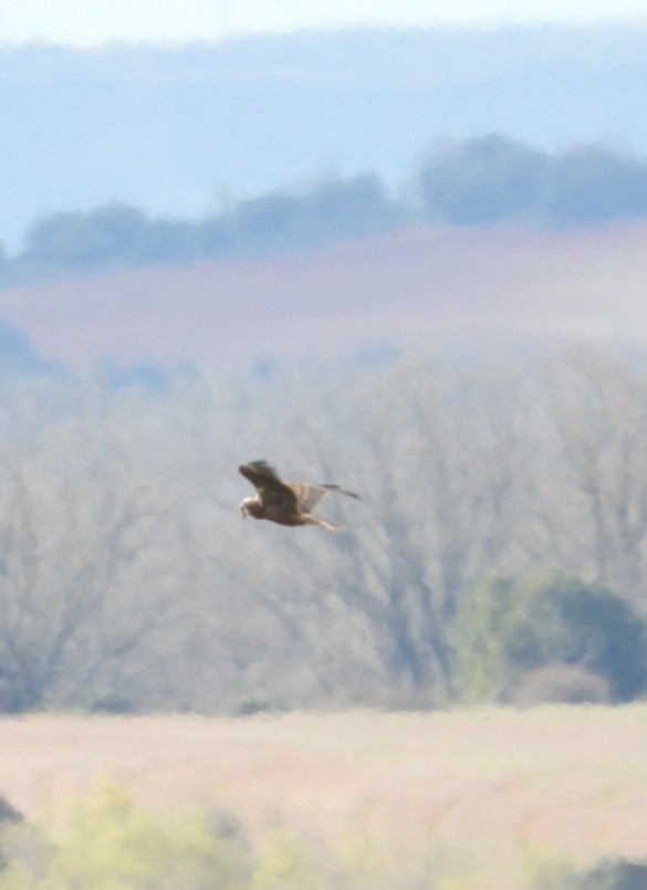 Western Marsh Harrier - ML633958740
