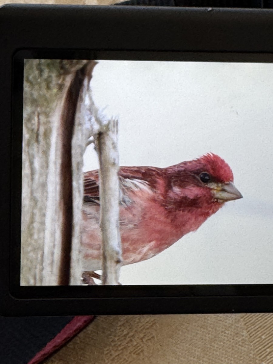 Purple Finch - ML633958857