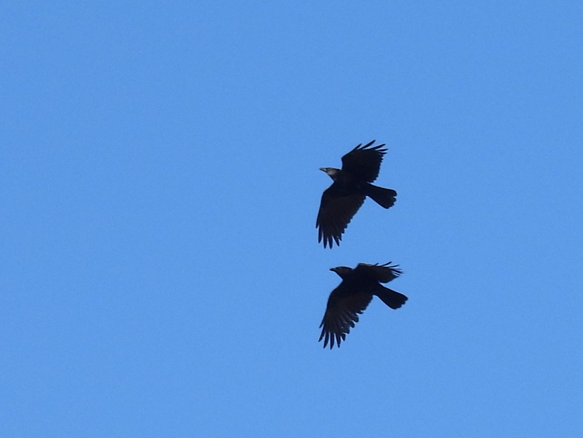 カラス属（カラスの種） - ML633958859