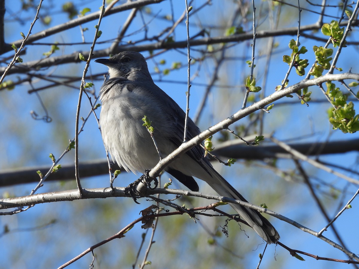 Northern Mockingbird - ML633958865