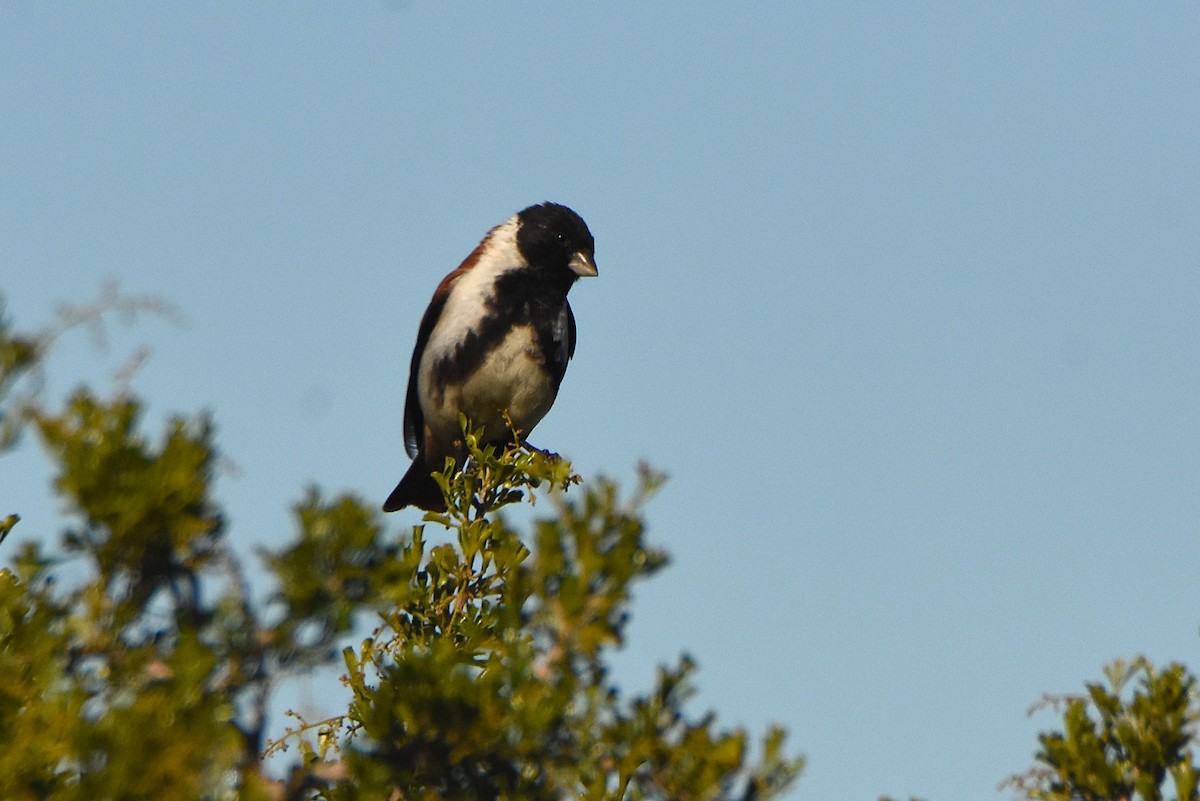 Black-headed Canary (Black-headed) - ML633958990