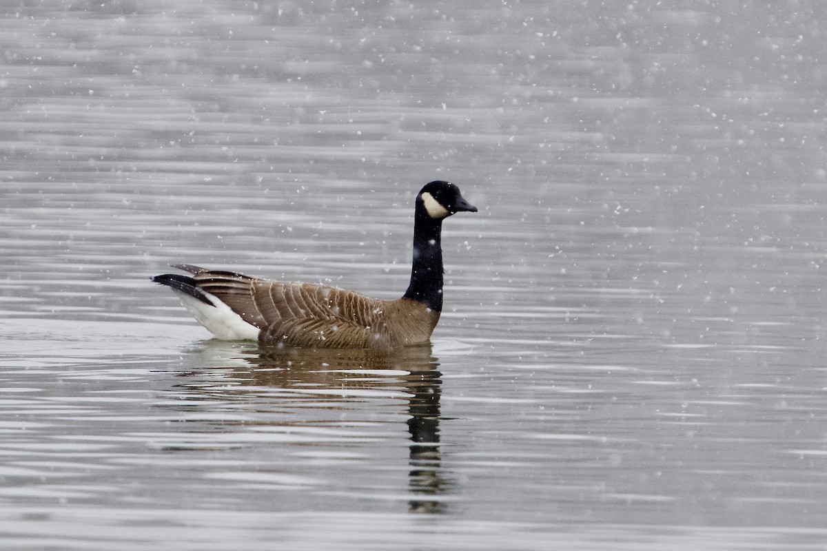 Canada Goose - ML633959011