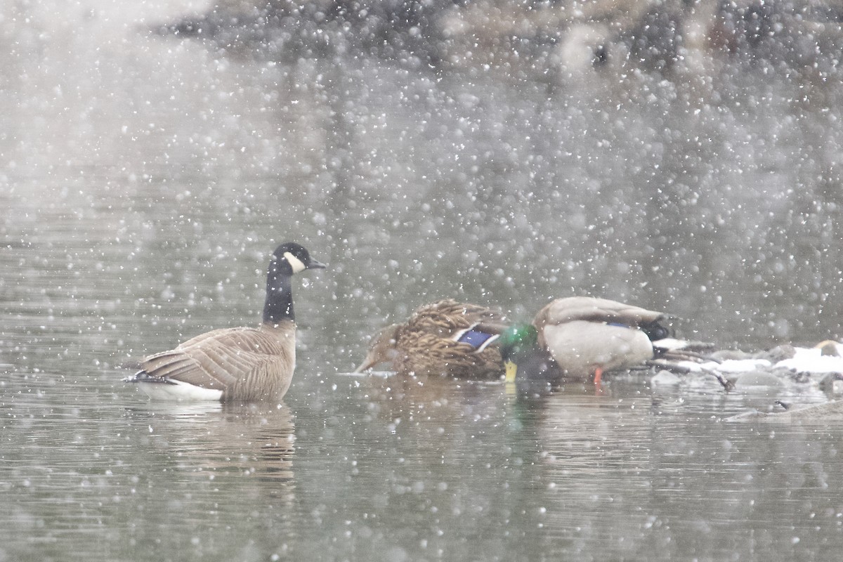 Canada Goose - ML633959013