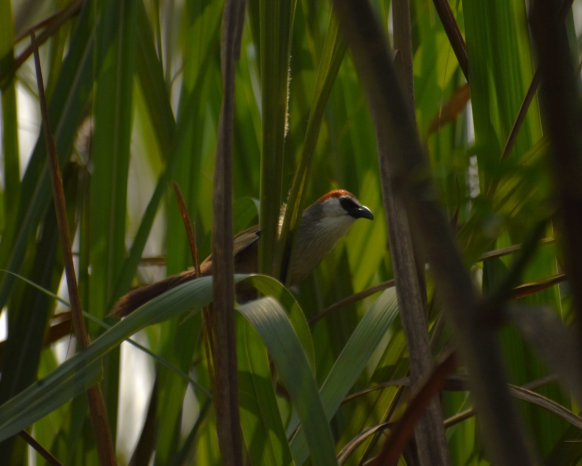 Chestnut-capped Babbler - ML633959028