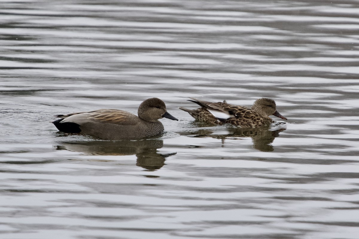 Gadwall - ML633959054
