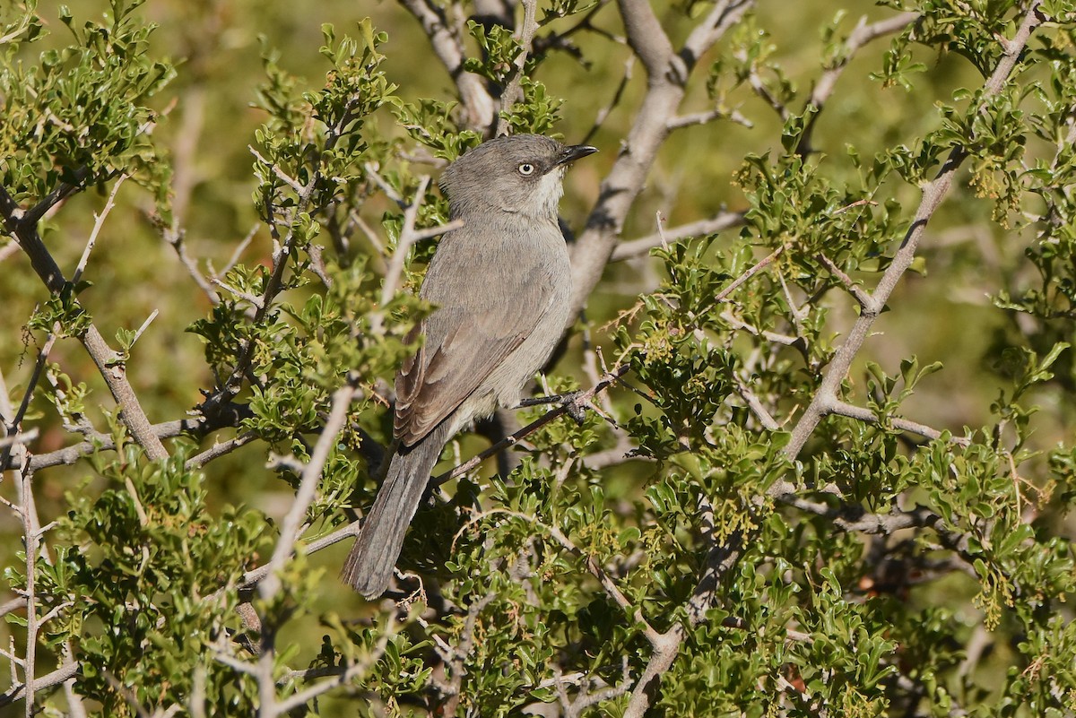 Layard's Warbler - ML633959070