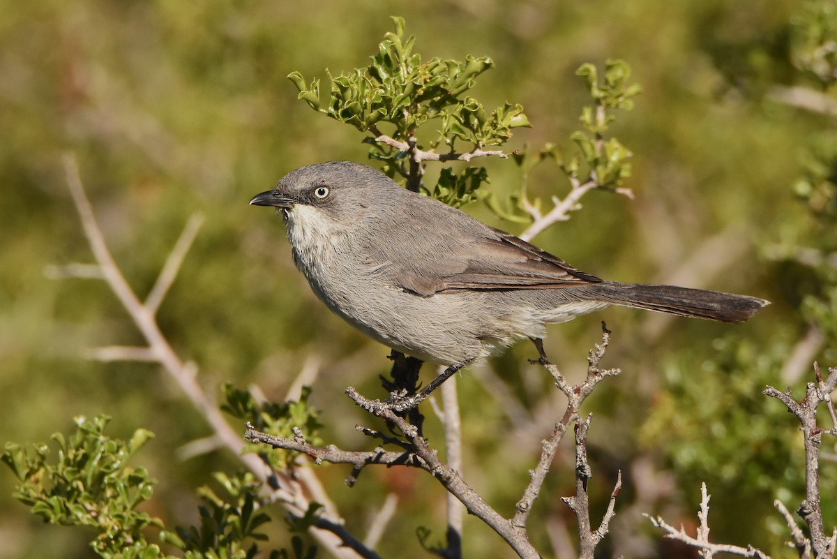 Layard's Warbler - ML633959071