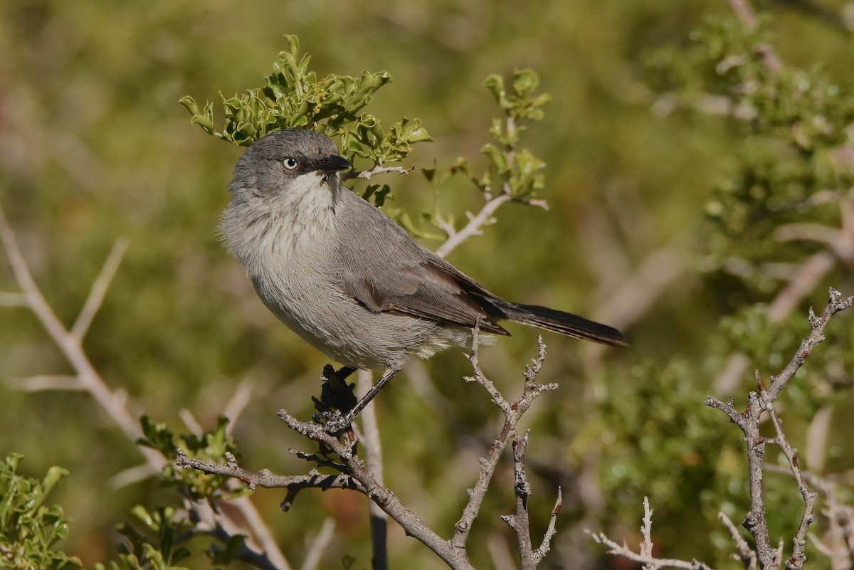 Layard's Warbler - ML633959072