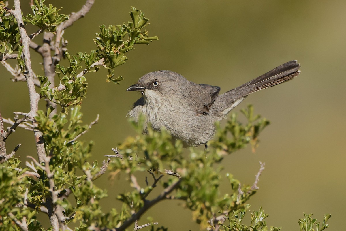 Layard's Warbler - ML633959074