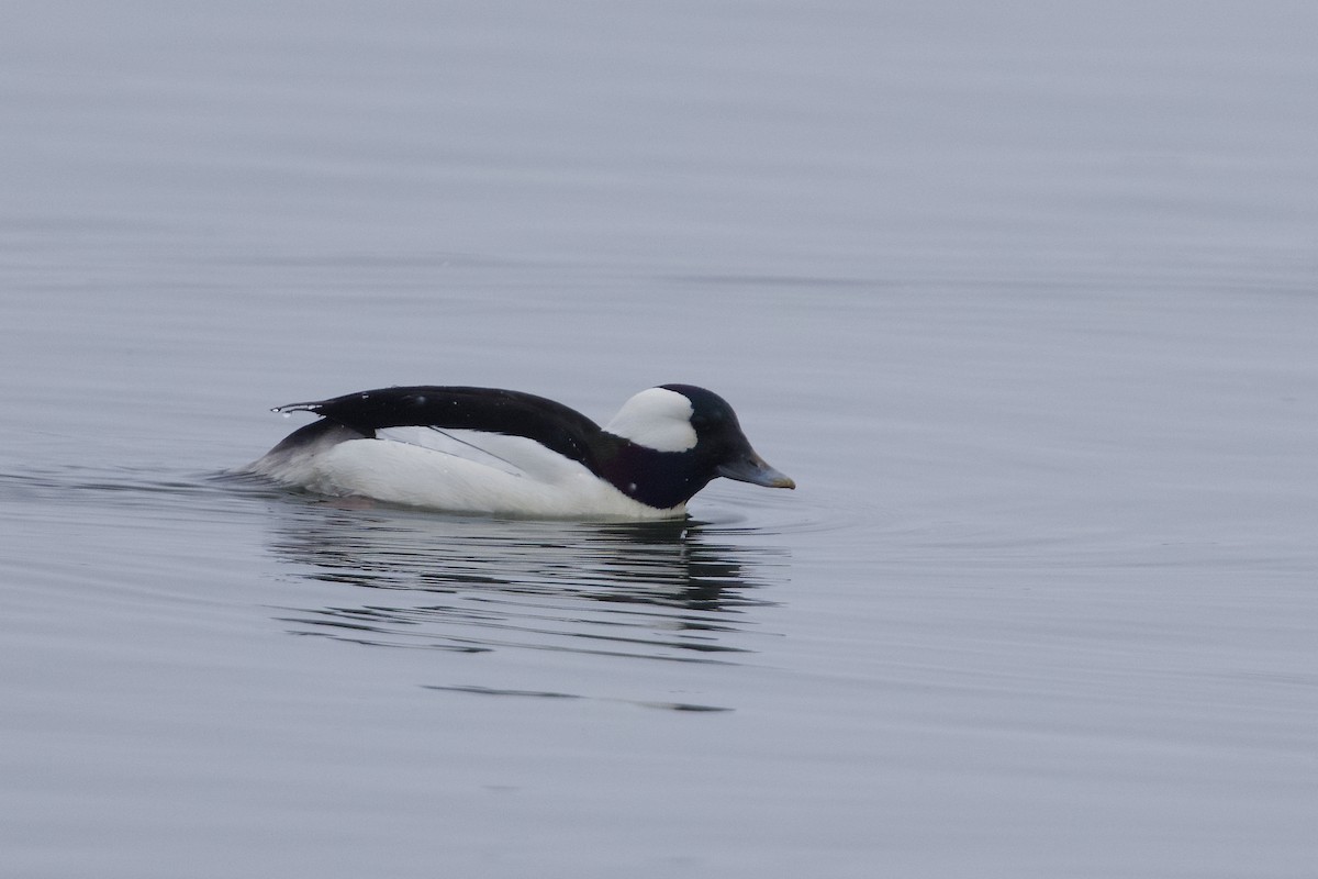 Bufflehead - ML633959096
