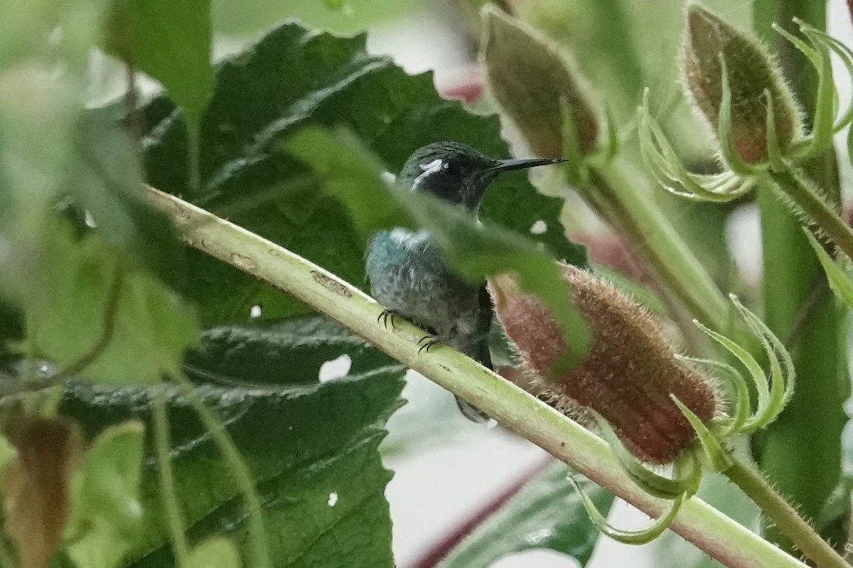 Geoffroy's Daggerbill - ML633959105