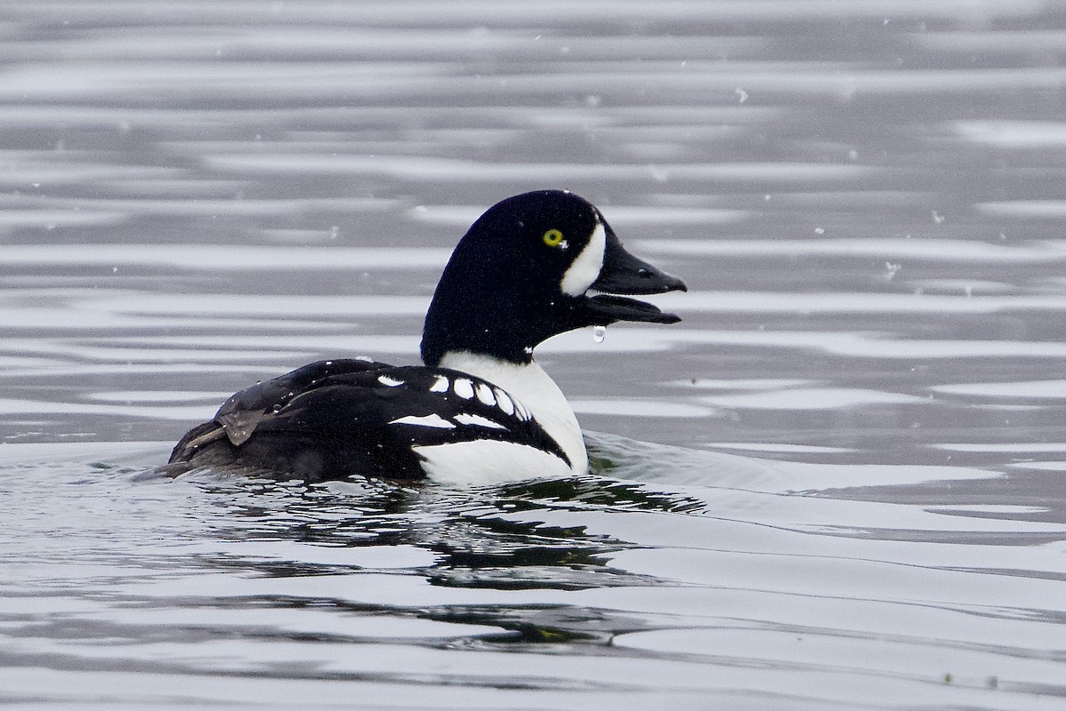 Barrow's Goldeneye - ML633959108