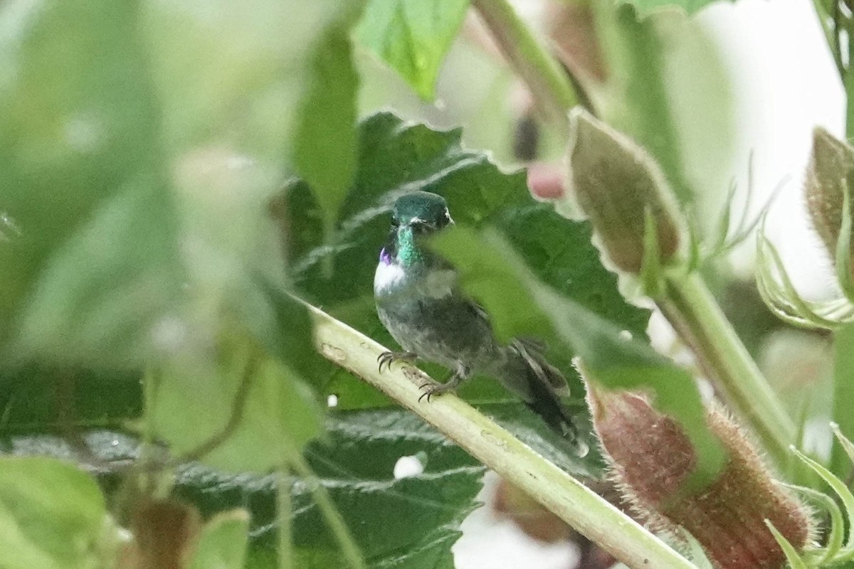 Geoffroy's Daggerbill - ML633959111