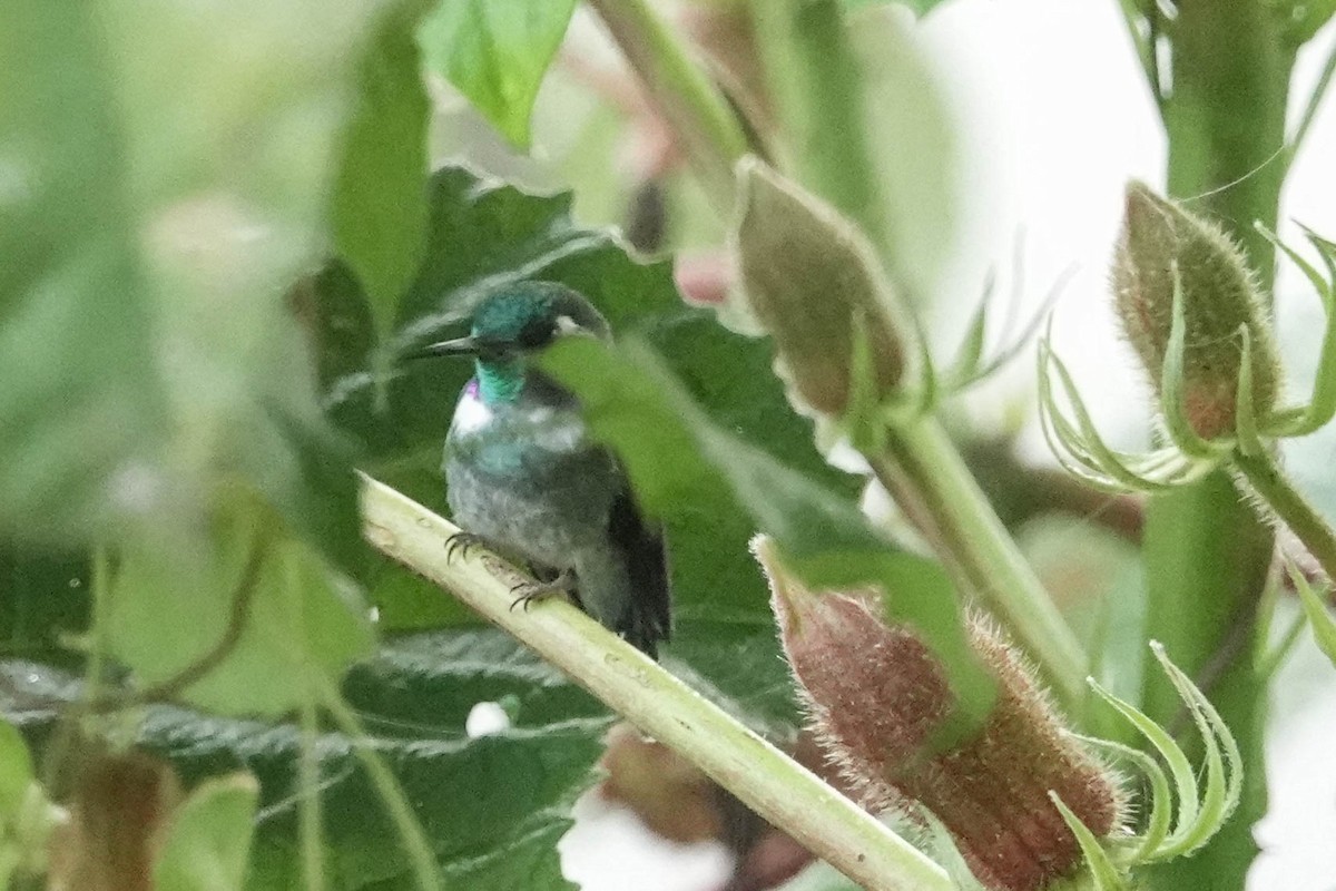 Geoffroy's Daggerbill - ML633959129