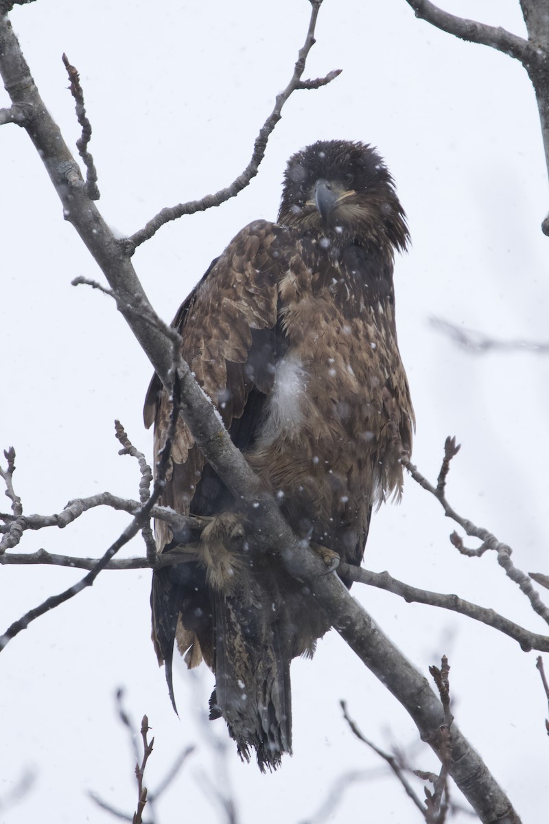 Bald Eagle - ML633959135