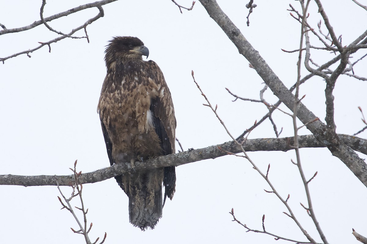 Bald Eagle - ML633959136