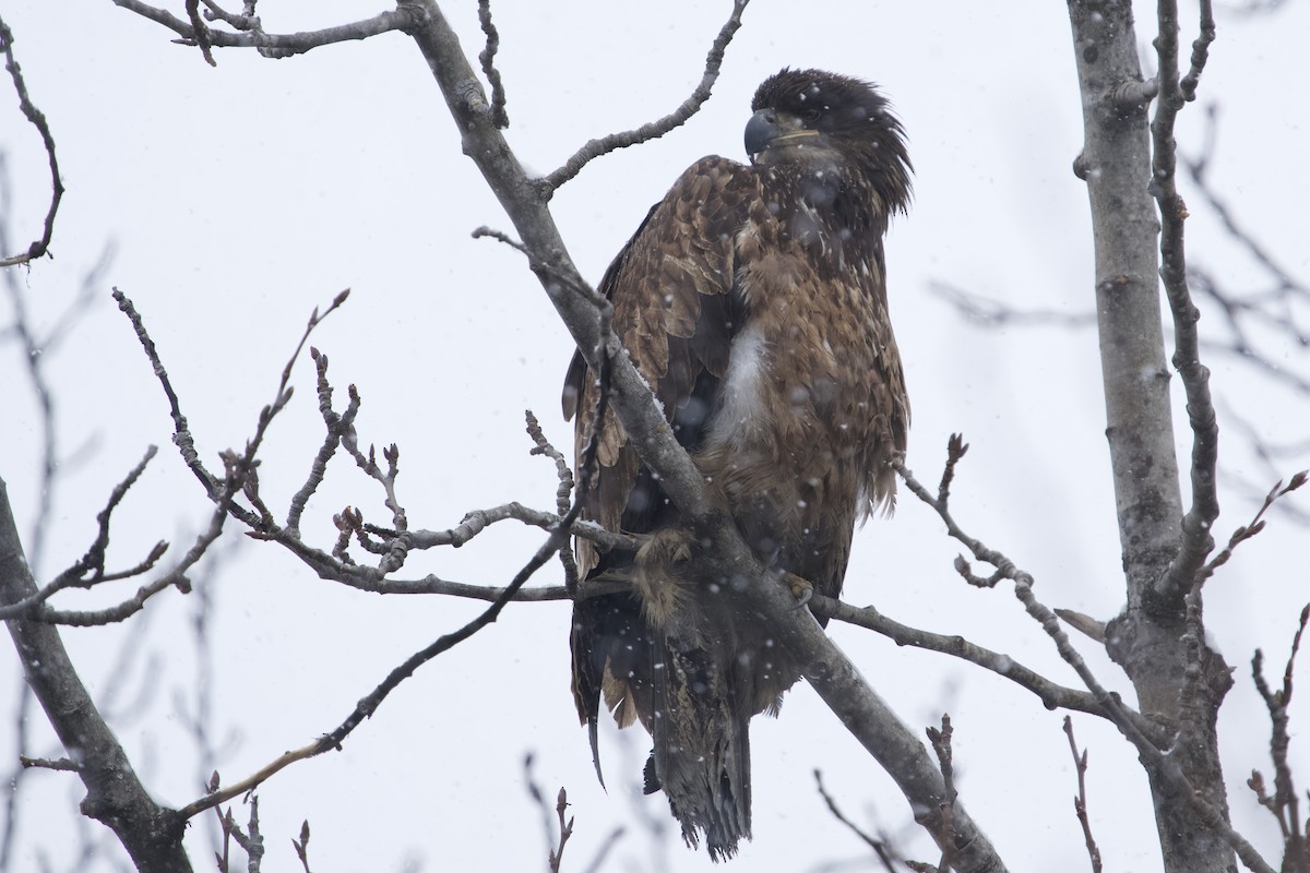 Bald Eagle - ML633959137