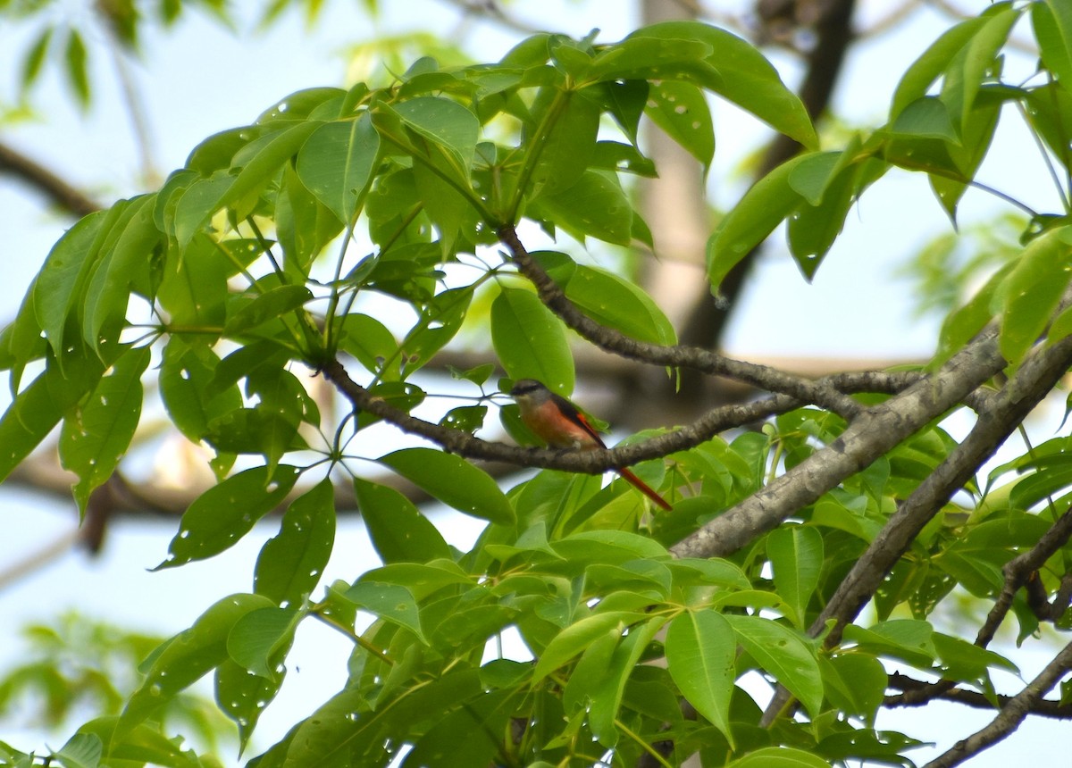 Rosy Minivet - ML633959179