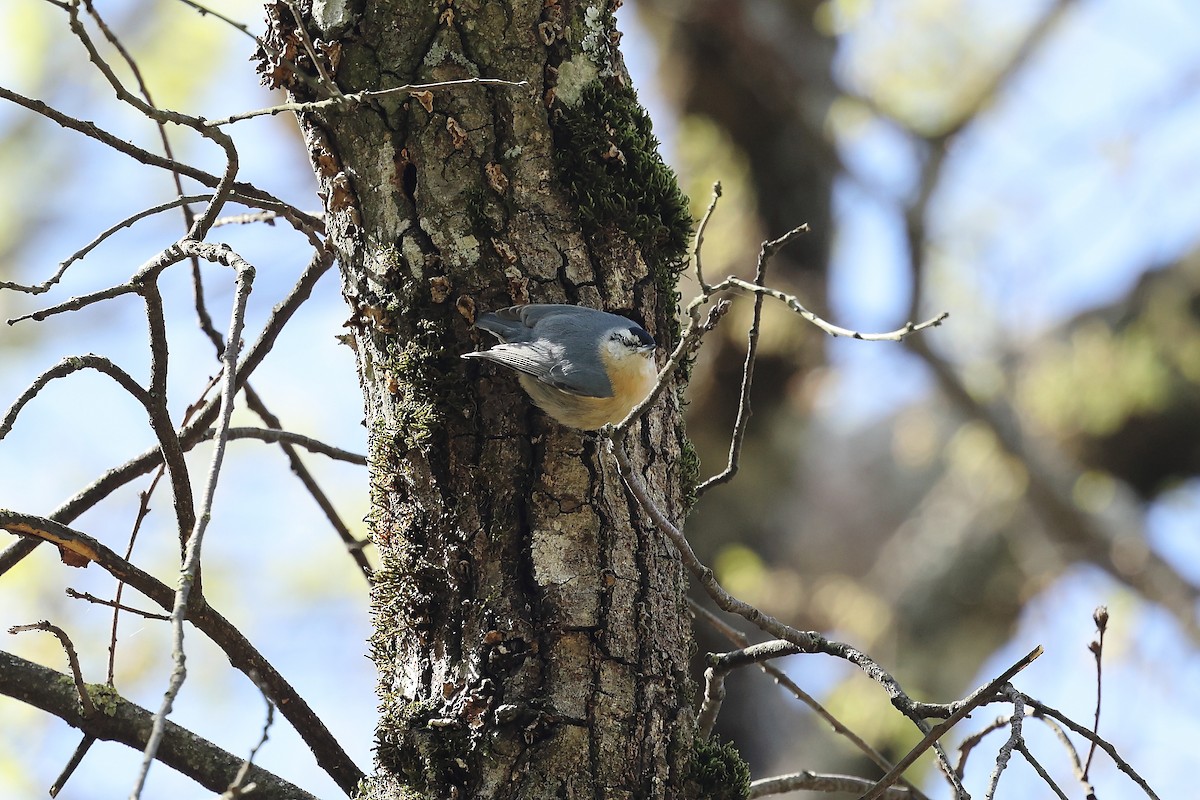 Algerian Nuthatch - ML633959209