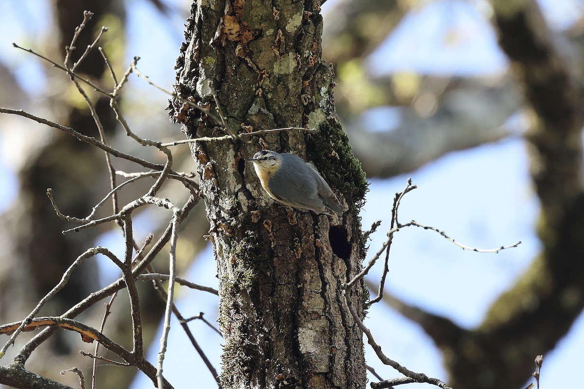 Algerian Nuthatch - ML633959210