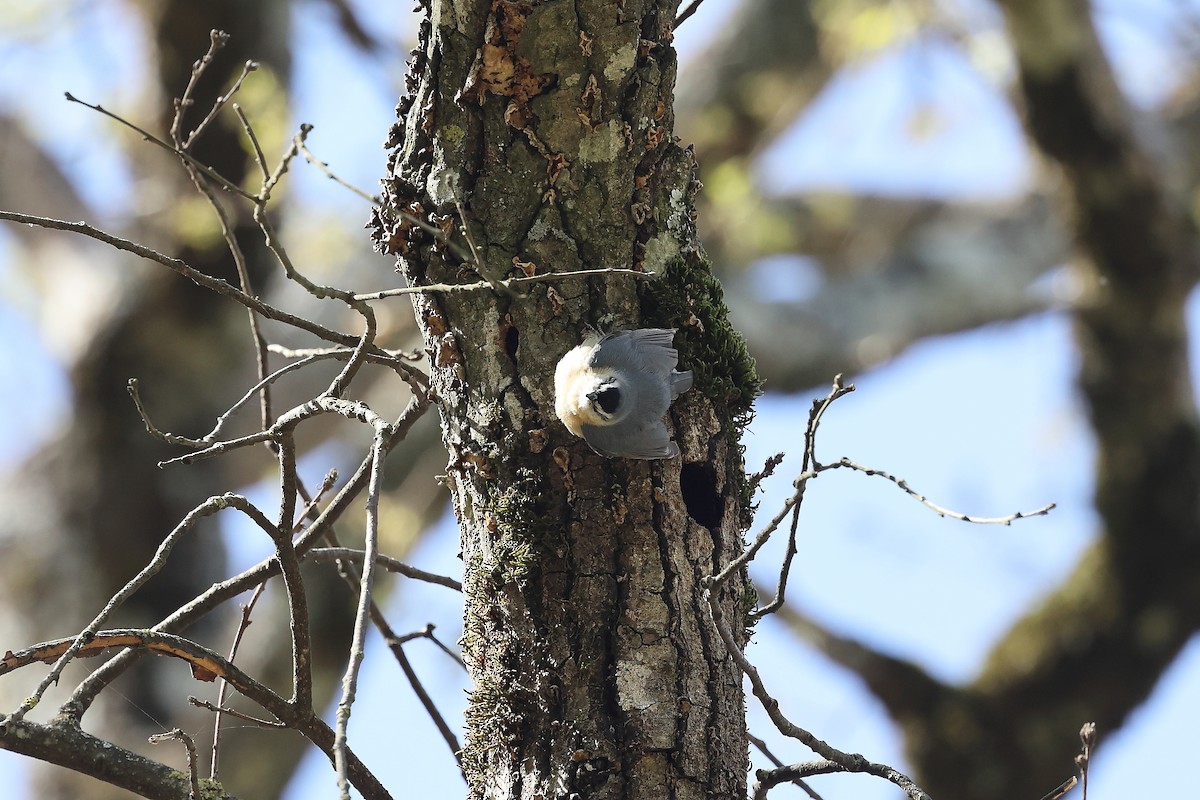 Algerian Nuthatch - ML633959211