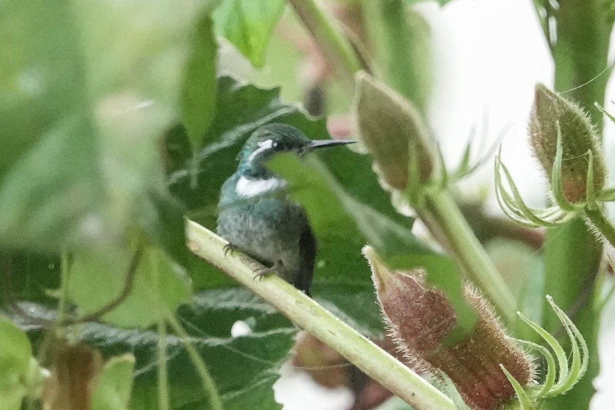 Geoffroy's Daggerbill - ML633959212
