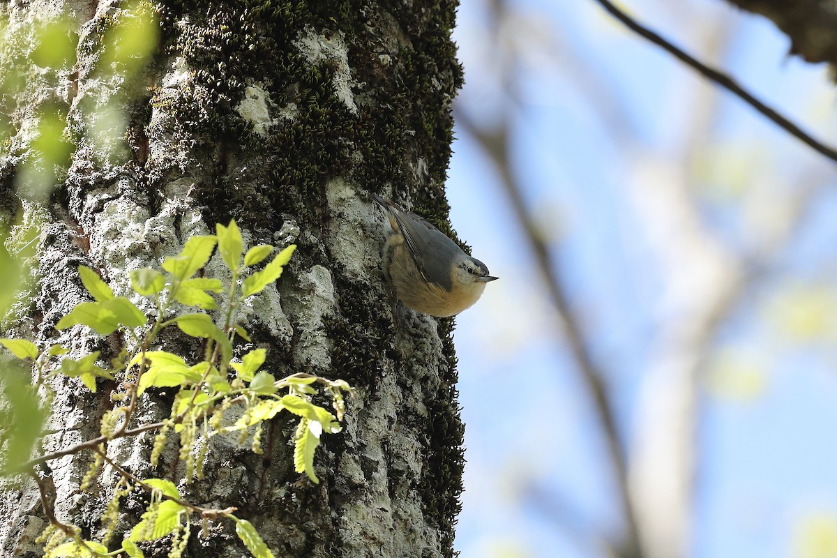 Algerian Nuthatch - ML633959213