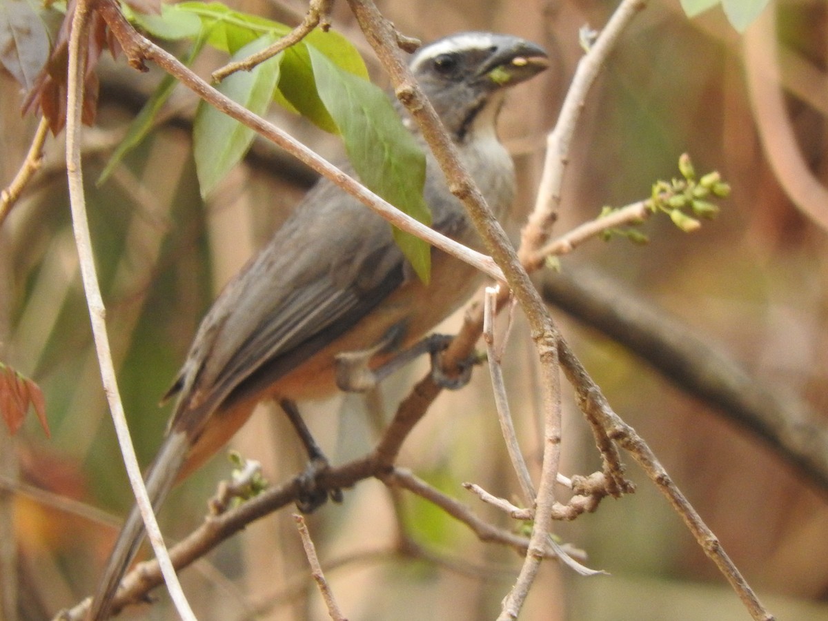 Kuzeyli Kurşuni Saltator - ML633959218