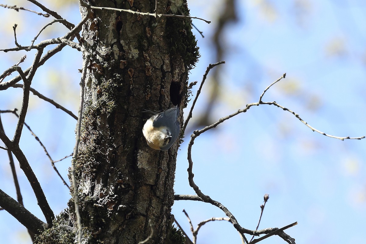 Algerian Nuthatch - ML633959249