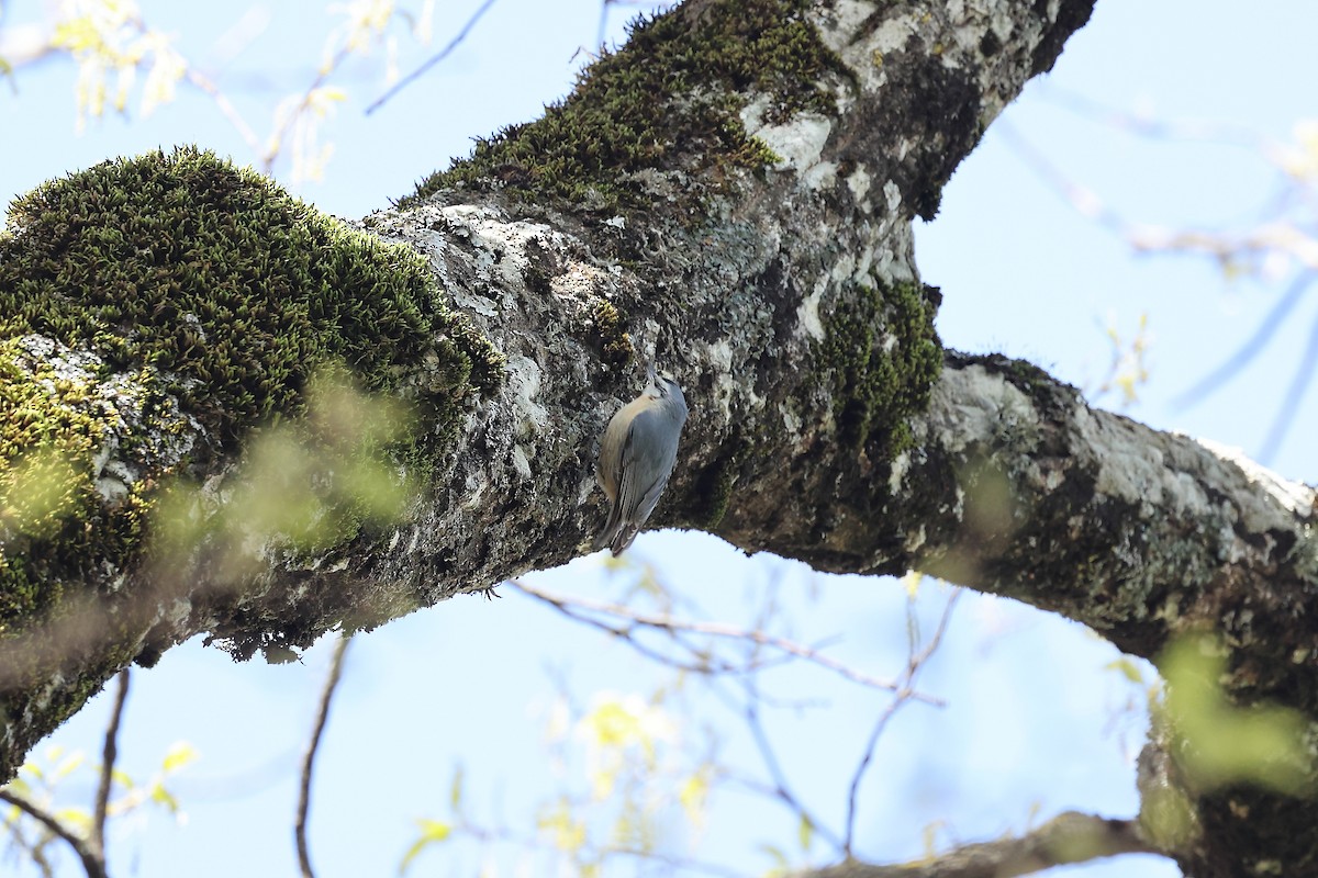 Algerian Nuthatch - ML633959250