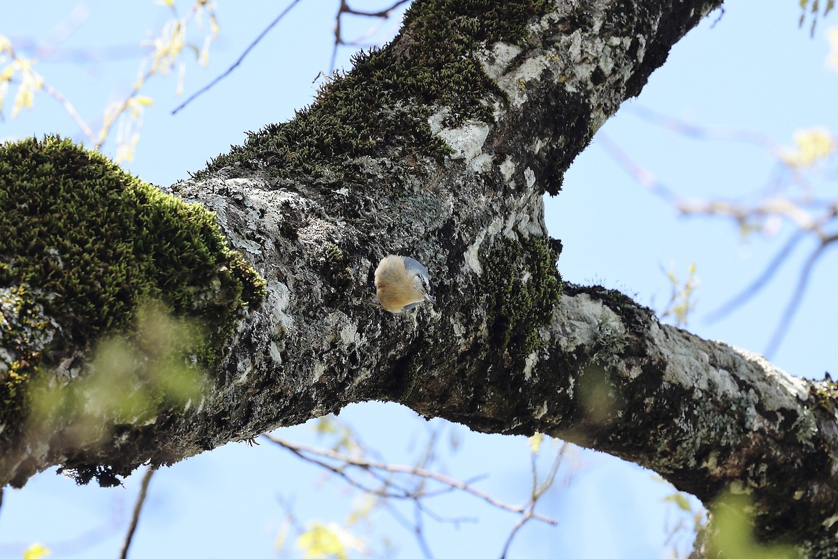 Algerian Nuthatch - ML633959251