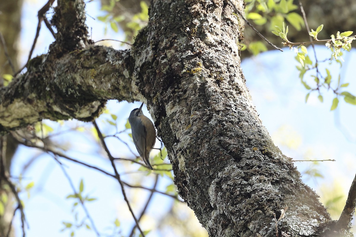 Algerian Nuthatch - ML633959252