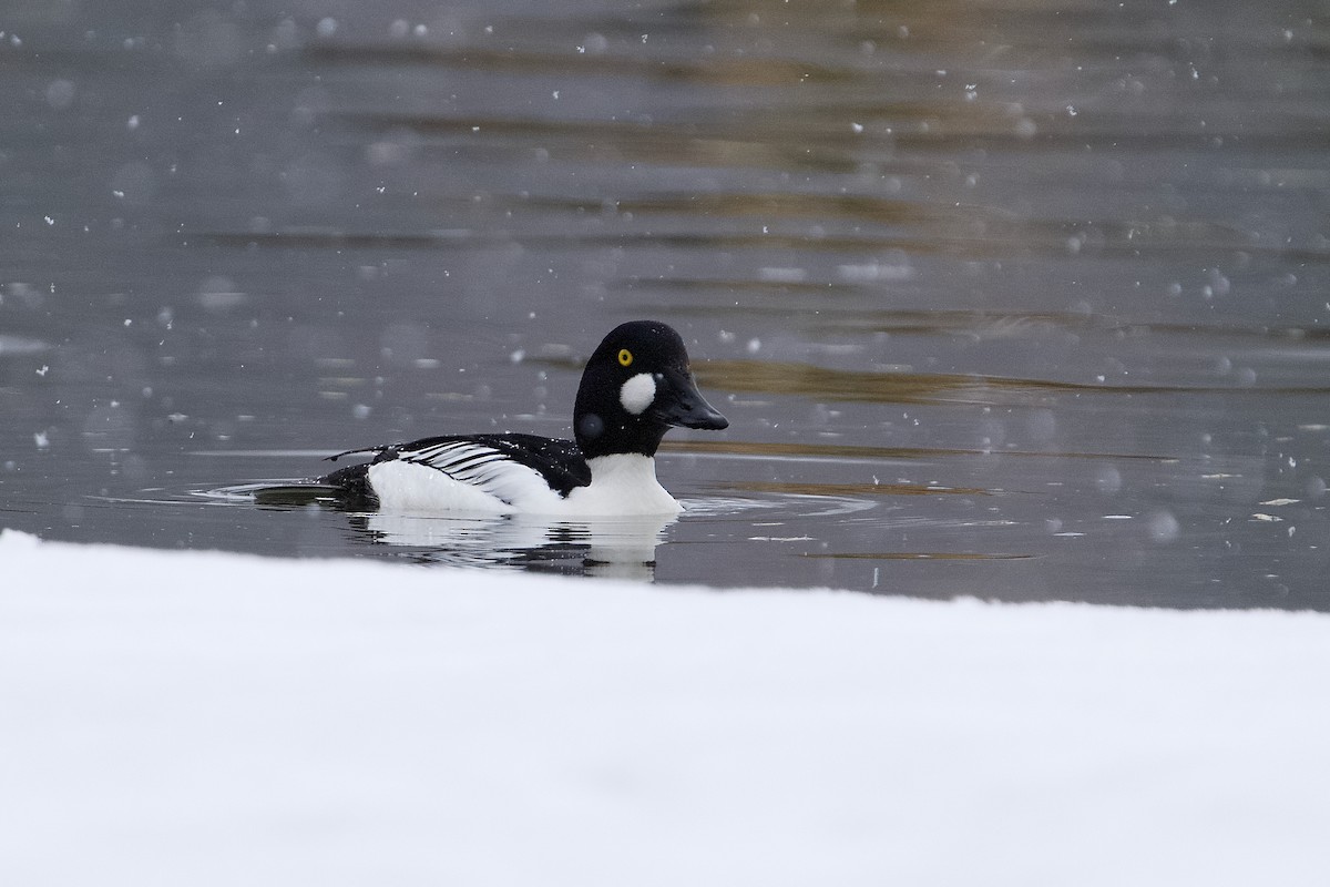 Common Goldeneye - ML633959263